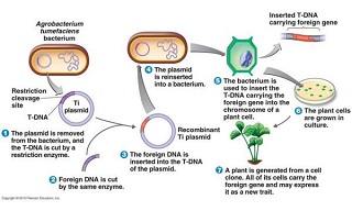 مراحل ایجاد تراریخته GMO