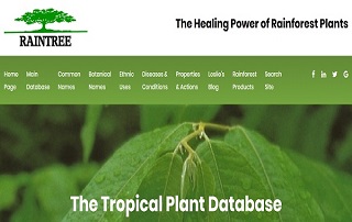 پایگاه داده Rain Tree