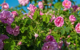 گل محمدی صورتی