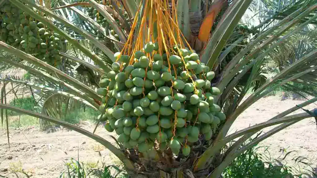 مجول