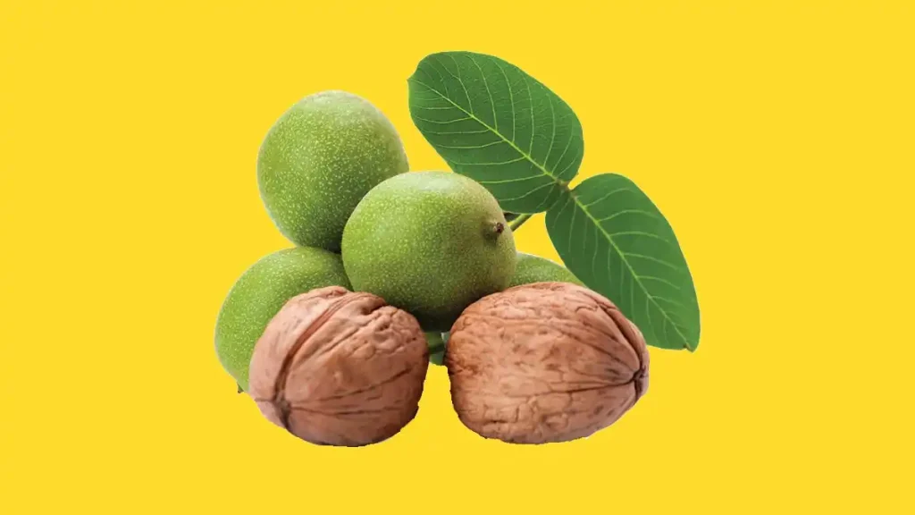 گردو چندلر