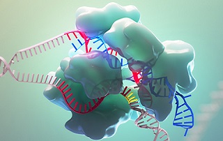 CRISPR/Cas9