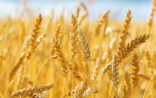 wheat fertilizers