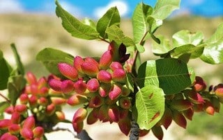 بهترین کودها برای پسته