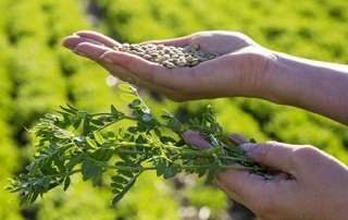 بهترین کود نیتروژن عدس