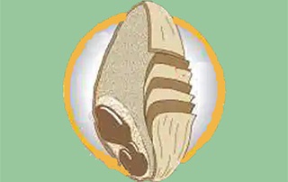 ساختمان بذر غلات