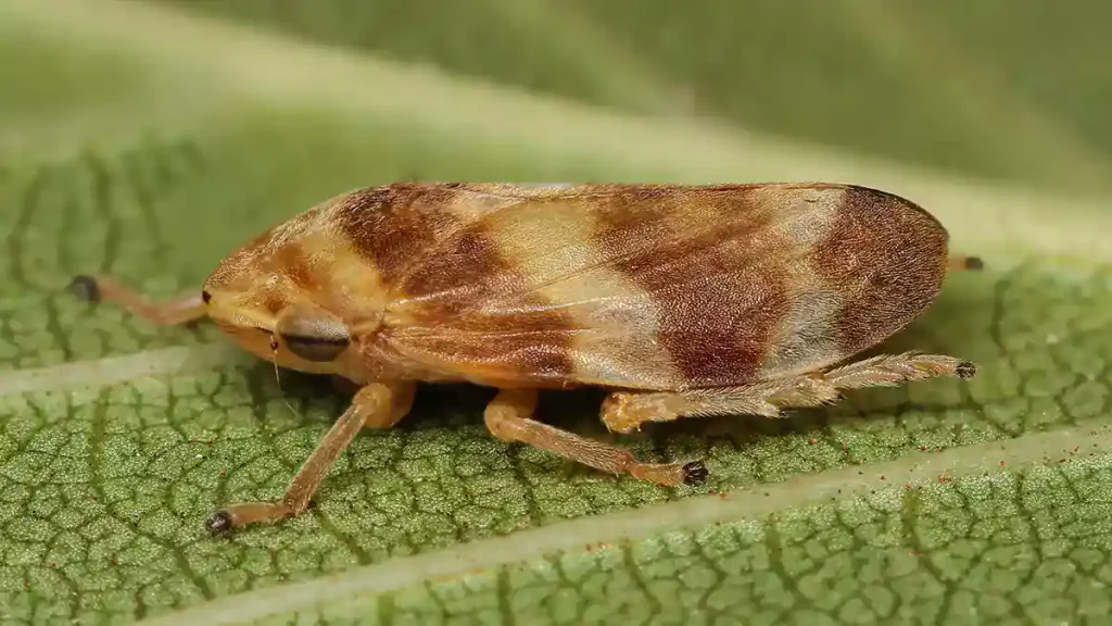 زنجره خرما