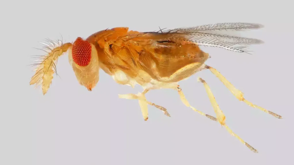 trichogramma