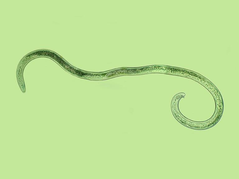 root knot nematod