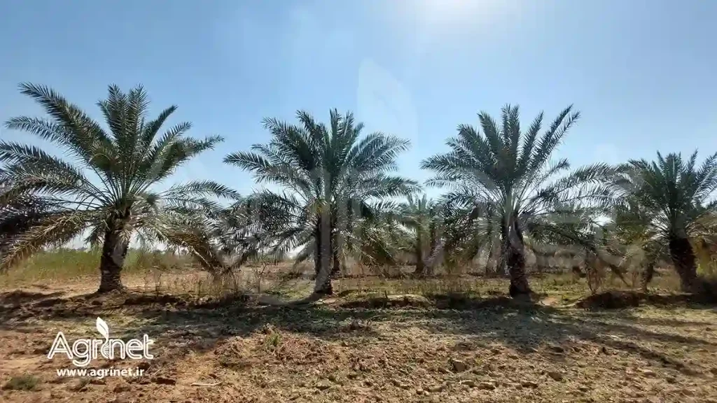 خدمات فنی مشاوره ای خرما