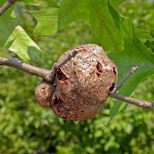 گال های گیاهی