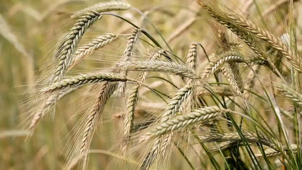 انواع گونه های جو