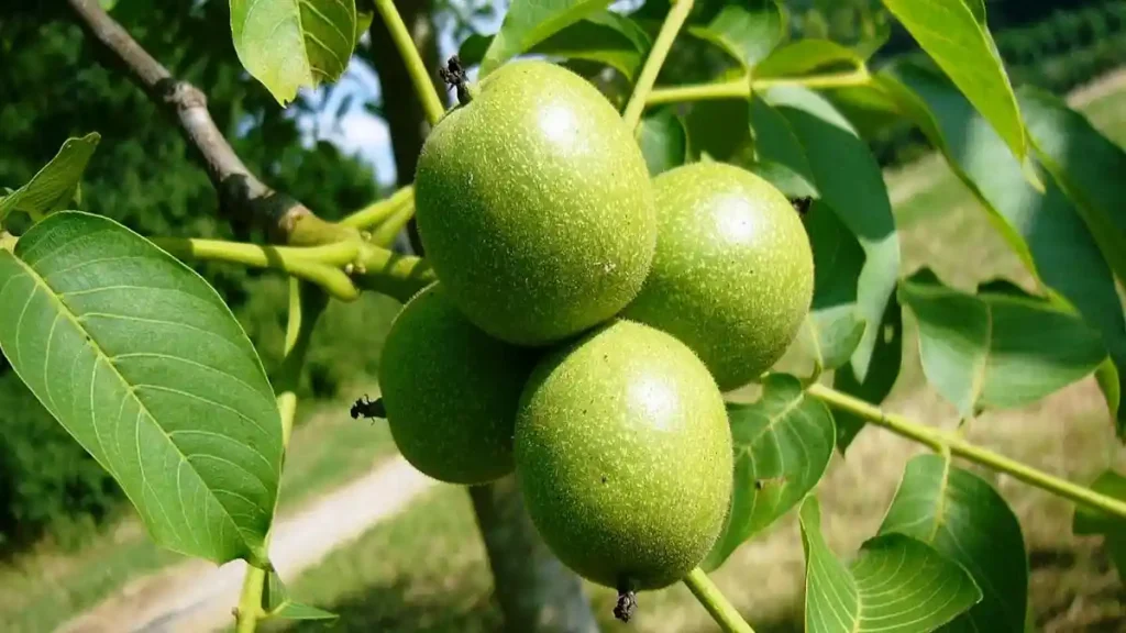 گردوی فرنور