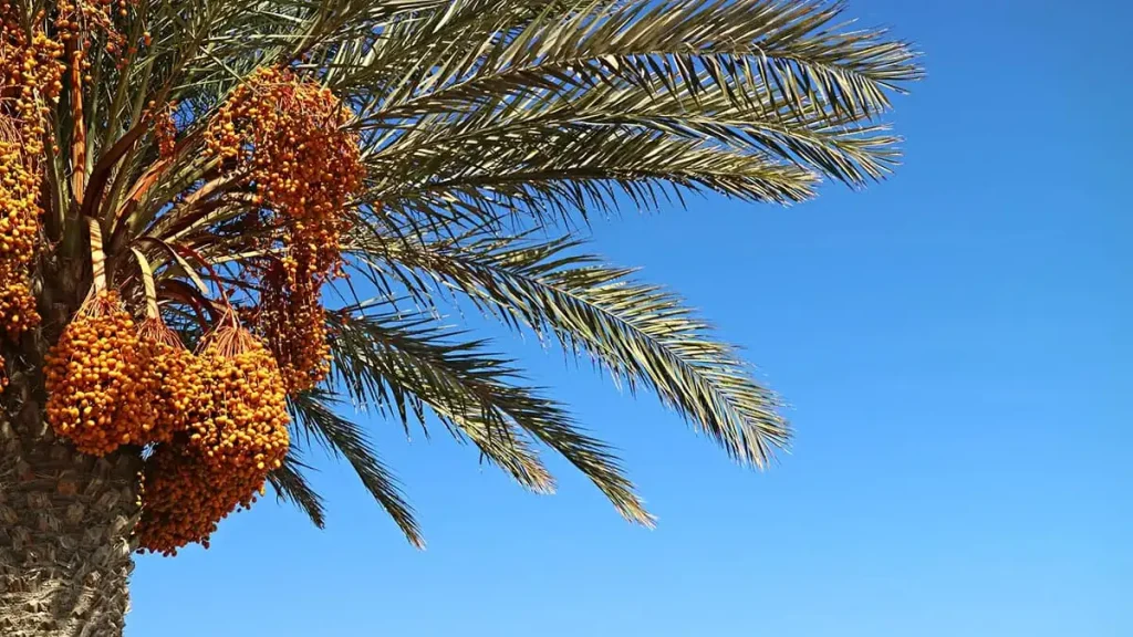 khalas