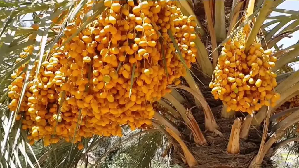 zahedi dates