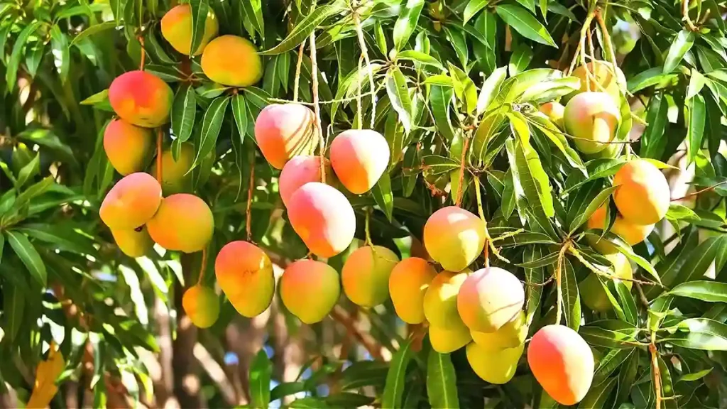 انبه
