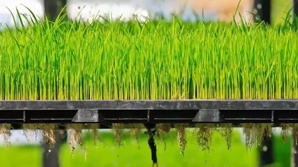 Aeroponics