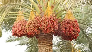 کود پتاس بالا خرما