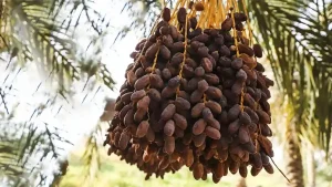 خرمای استعمران (سایر)