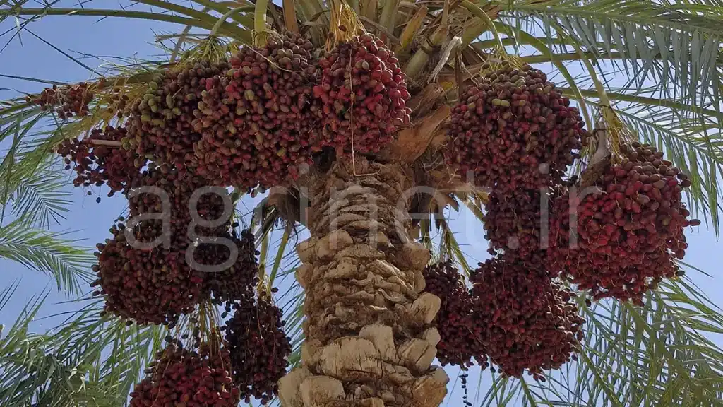 خرمای مضافتی