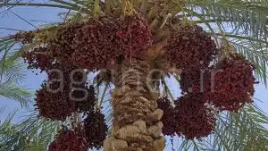 خرمای مضافتی